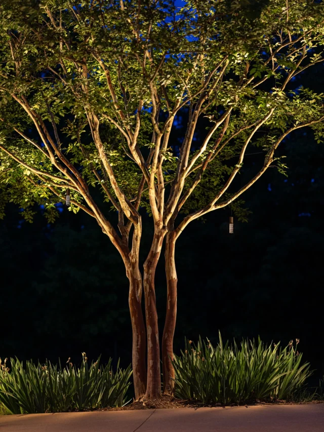 During the day, a tree stands as a symbol of natural beauty, but at night, it transforms into a breathtaking masterpiece.🌳With EVO, you can highlight every branch, every leaf, and let your outdoor space shine long after the sun sets.✨